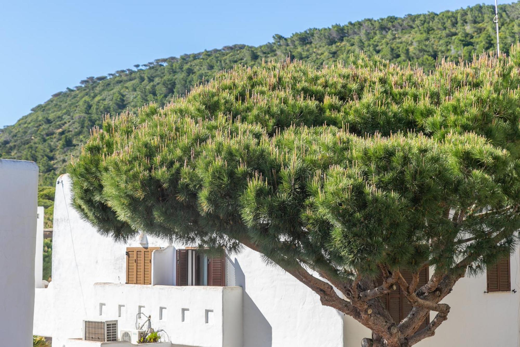 Magnífico duplex renovado con piscina garaje y jardín, frente a la playa de los Caños de Meca. Los Canos De Meca Exterior foto